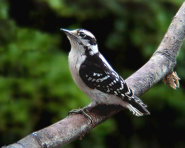 Downy Woodpecker