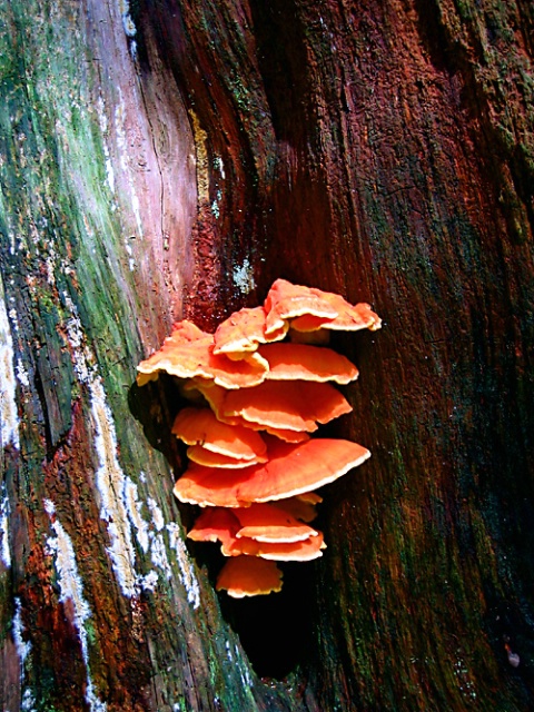 Fungus on Sitka spruce tree