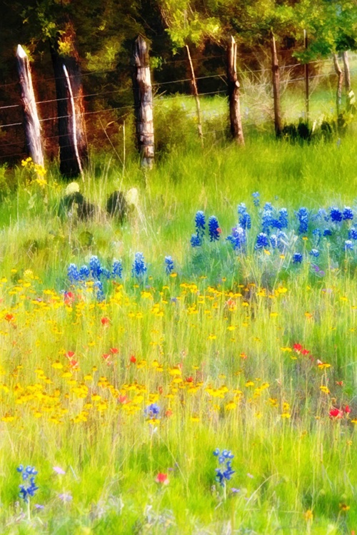 Wildflowers and Fence Posts