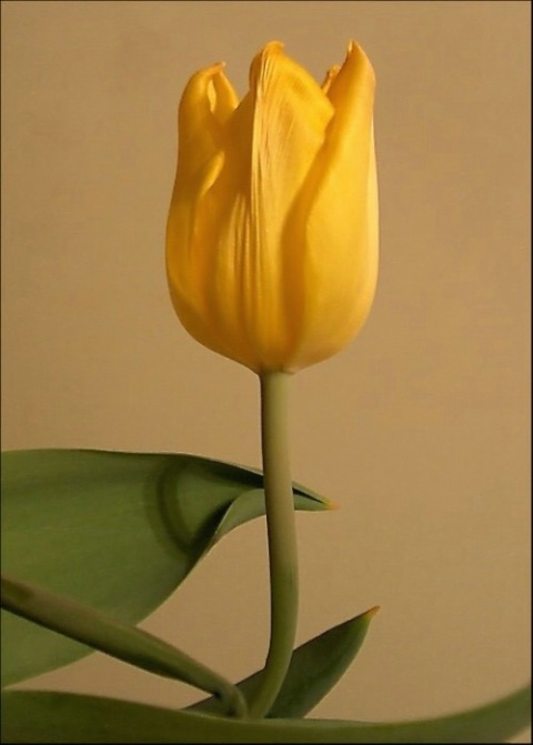 a tulip