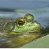 © Richard S. Young PhotoID # 1123854: Friendly Green Frog