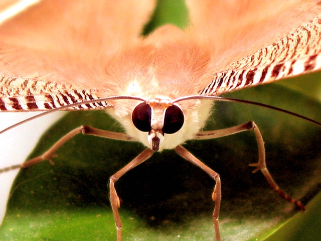 Swallow-tailed Moth, v12c