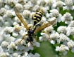 Wasp on White