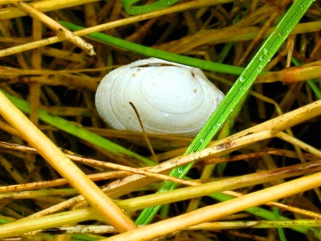 White clam shell in grass