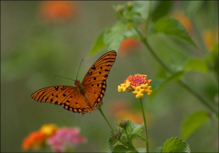 Butterfly on a Stick