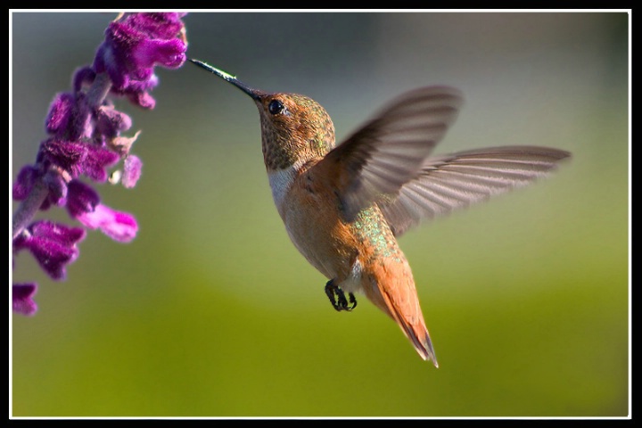 Hummingbird Flying-Calypte anna" Anna