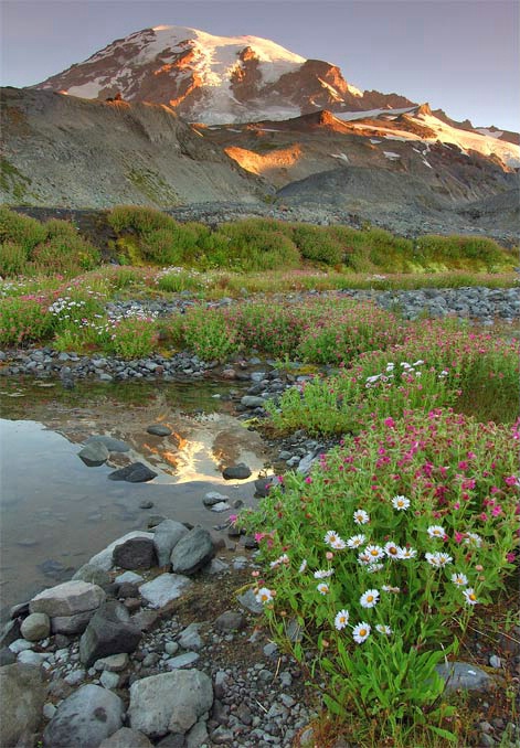 Mountain Meadow