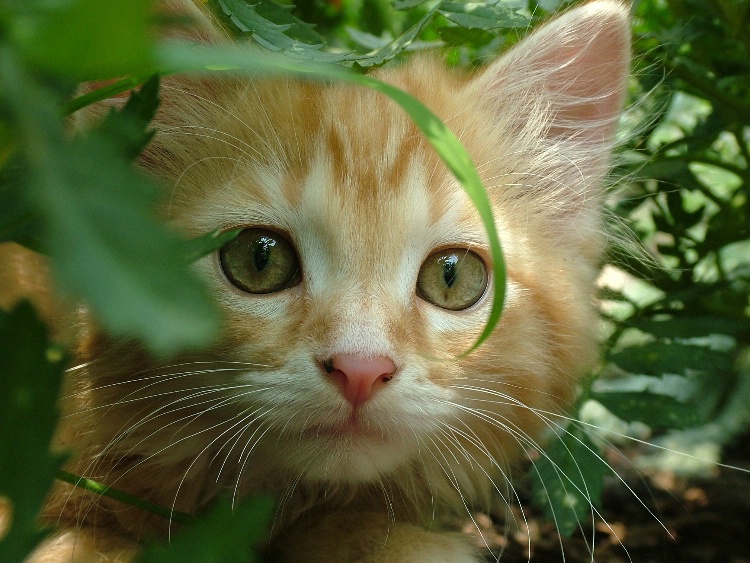 Rusty
