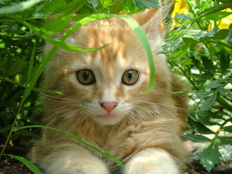 Rusty in the flowers
