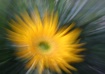 Sunflower zoom