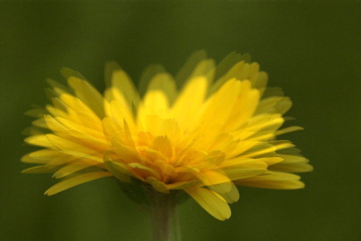 Shaky Jake in Yellow