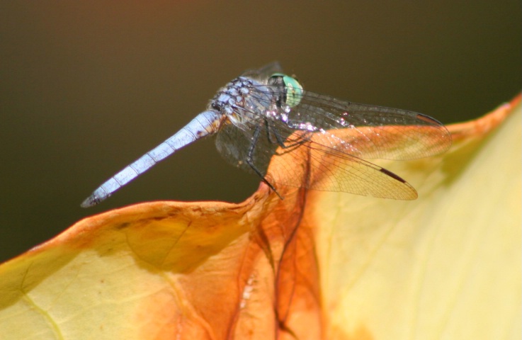 Dragonfly on Lotus Leaf