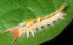Caterpillar, v29b