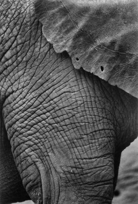 Elephant Wrinkles