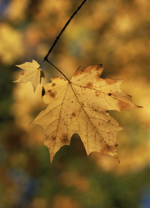 Two Yellow Leaves - ID: 1135128 © Nora Odendahl