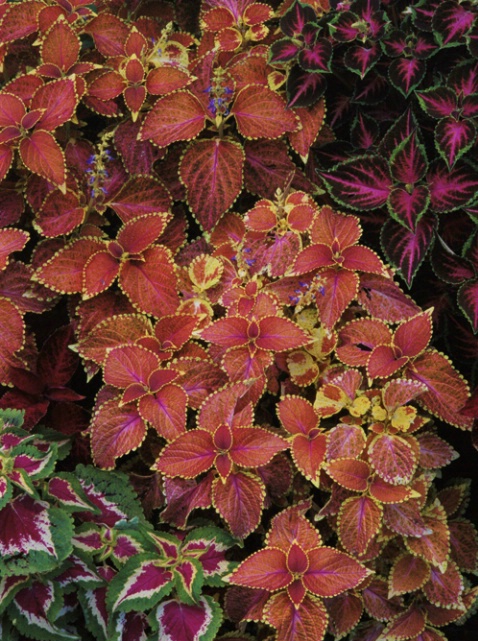 Coleus - ID: 1135320 © Nora Odendahl