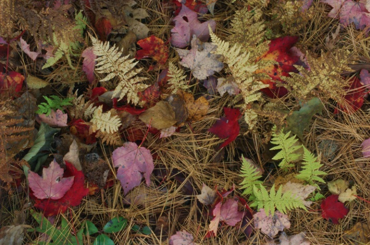 Ferns and Maple Leaves - ID: 1135324 © Nora Odendahl