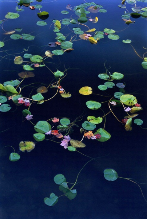 Lilies and Maple Leaves - ID: 1135329 © Nora Odendahl