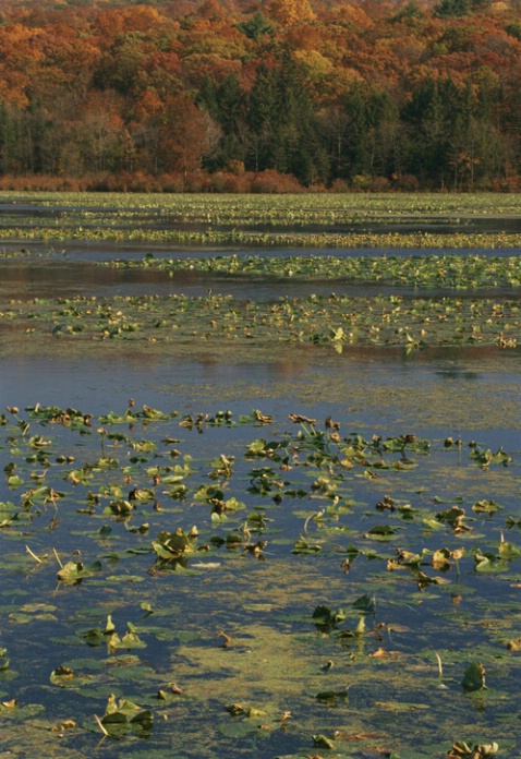 Lily Lake - ID: 1135330 © Nora Odendahl