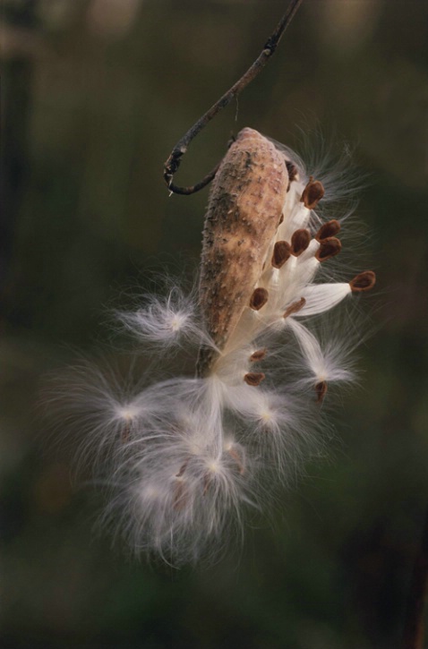 Milkweed - ID: 1135332 © Nora Odendahl