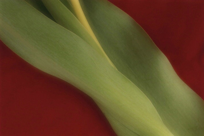Recumbent Tulip - ID: 1135476 © Nora Odendahl