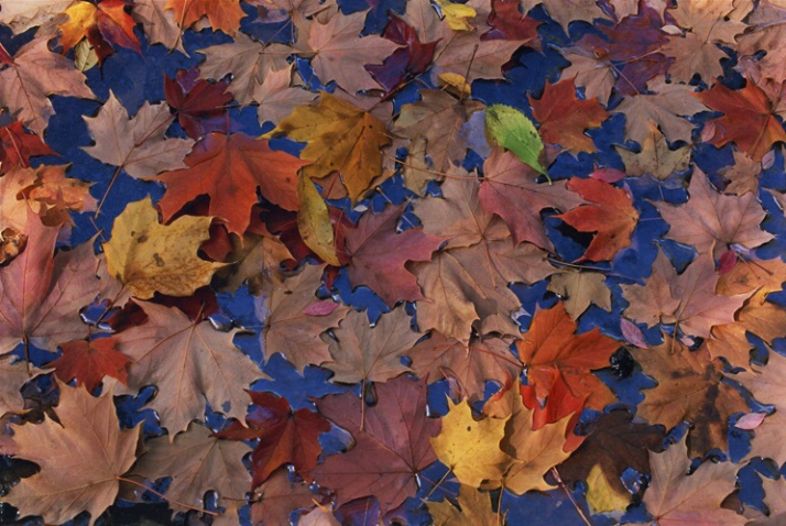 Stony Brook Leaves - ID: 1135481 © Nora Odendahl