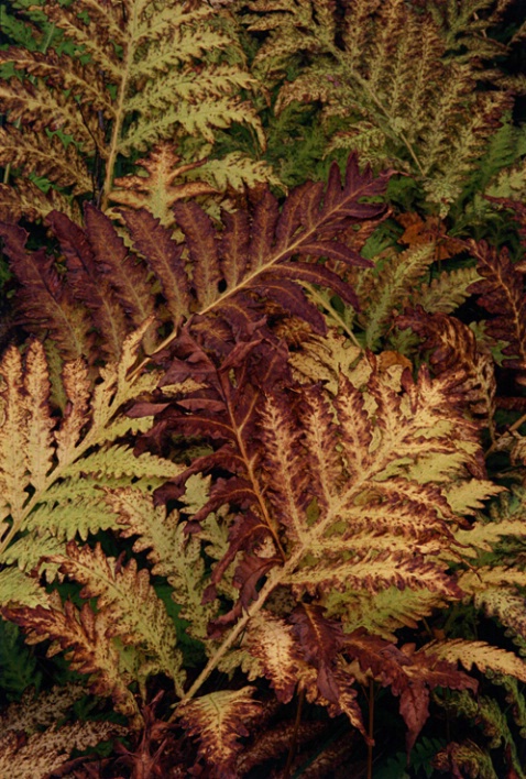 Acadia Ferns - ID: 1135484 © Nora Odendahl