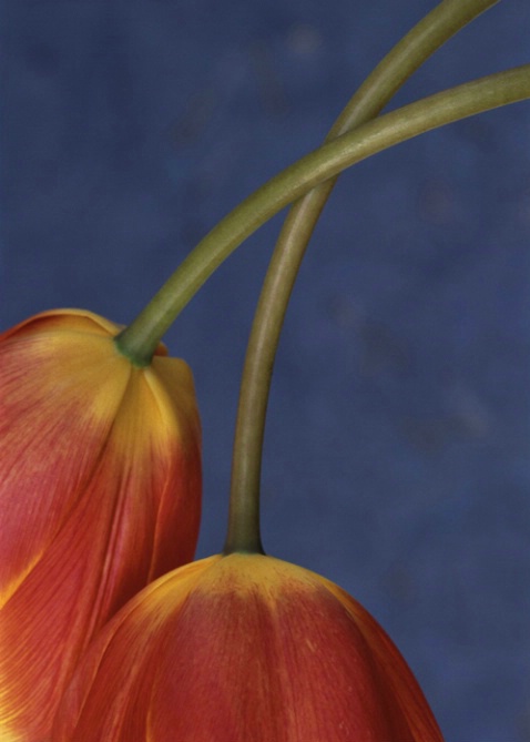 Vertical Orange Tulips - ID: 1135486 © Nora Odendahl