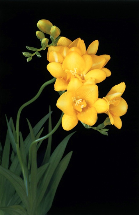 Freesia I - ID: 1135524 © Nora Odendahl