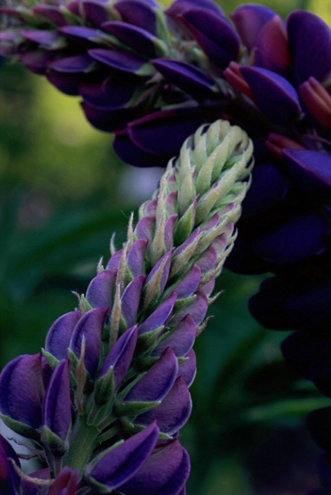 Lupines - ID: 1135527 © Nora Odendahl