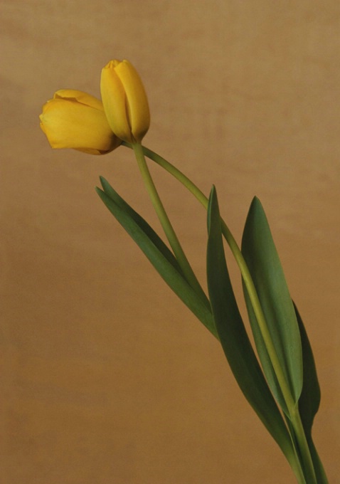 Yellow Tulips - ID: 1135530 © Nora Odendahl