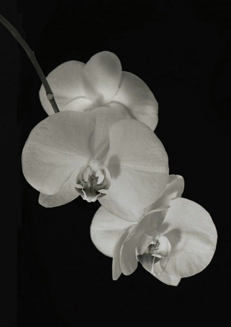 White Orchid - ID: 1136475 © Nora Odendahl