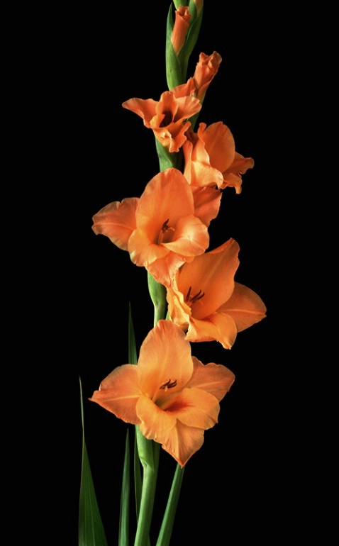 Gladiola - ID: 1136480 © Nora Odendahl