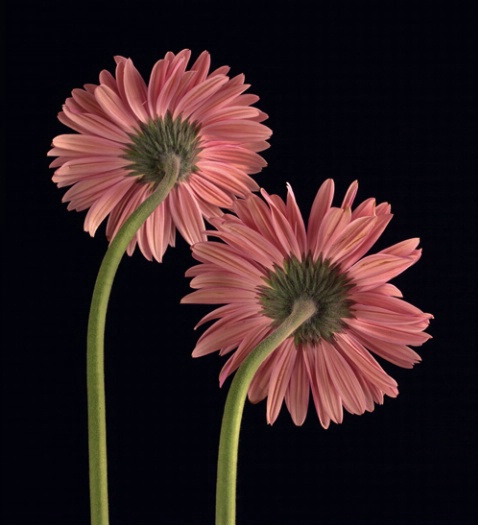 Gebera Daisies - ID: 1136485 © Nora Odendahl