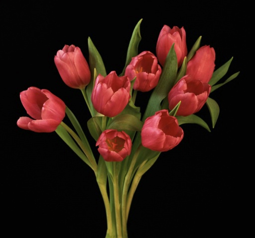 Pink Tulips - ID: 1136486 © Nora Odendahl