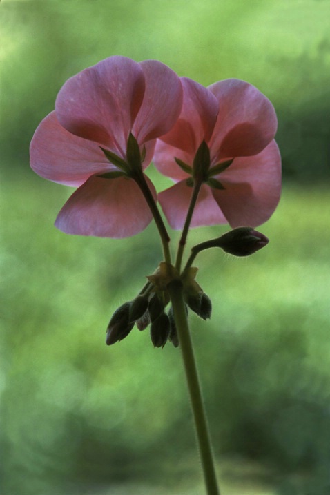 Pink Geranium - ID: 1136560 © Nora Odendahl