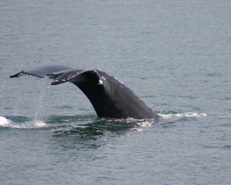 Tale O' the Whale