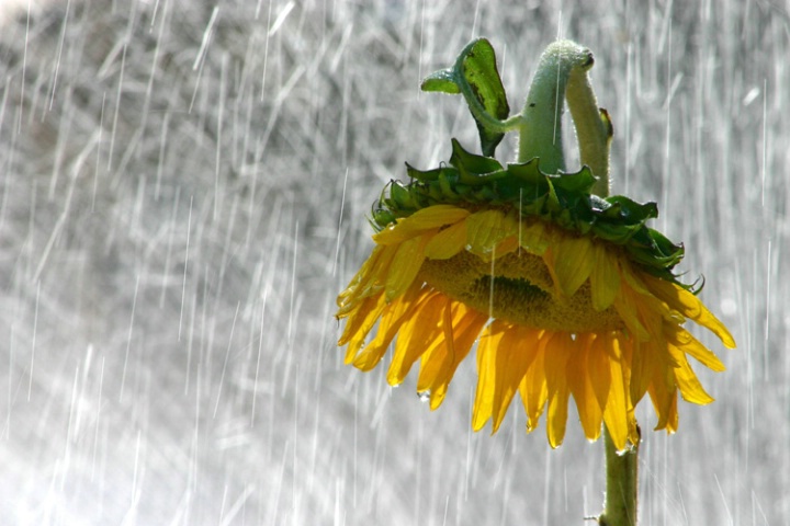 sunflower in the rain