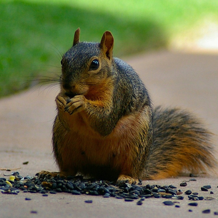 More Sunflower Seeds Please!