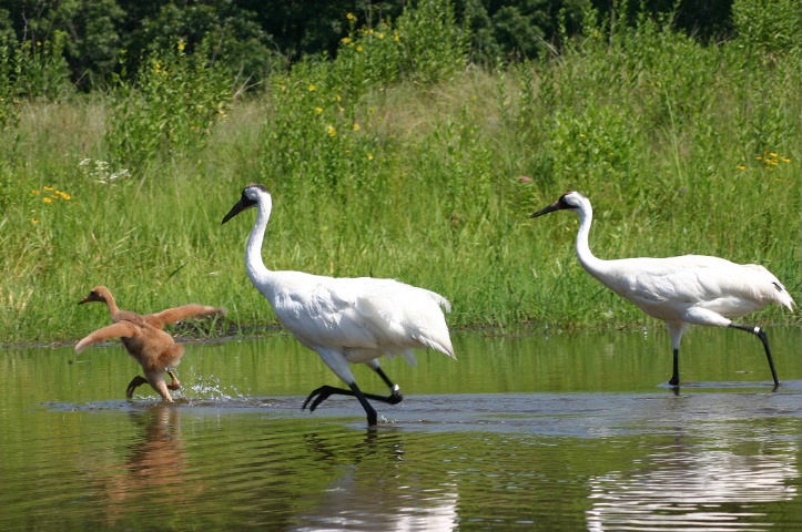 Whooping Crane family. 