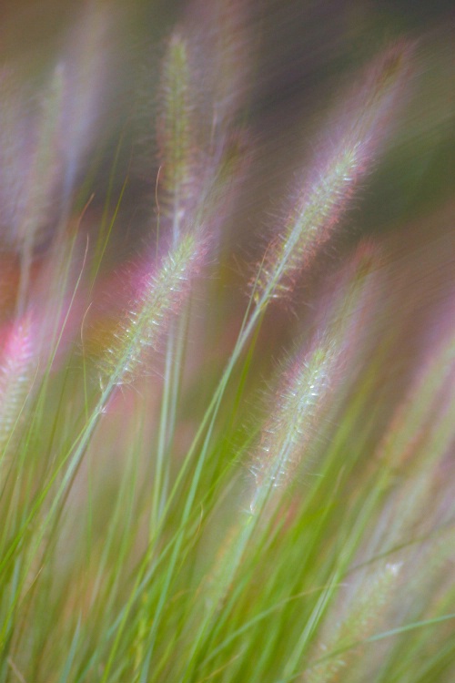 Grasses 1