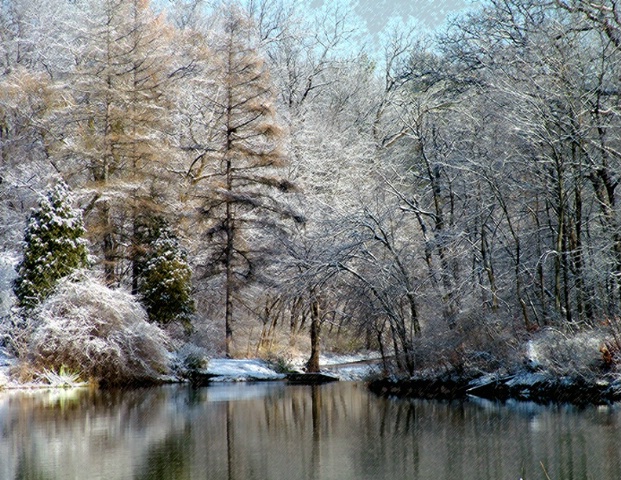 Snow Scene at the Morten Arboretum