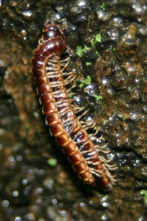 Mating Millipedes