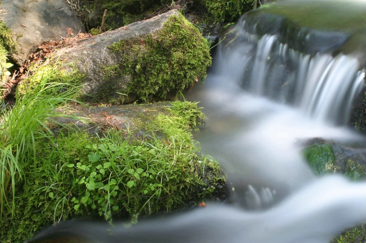 Fern Spring 02, Yosemite Valley