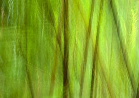 Black Bamboo