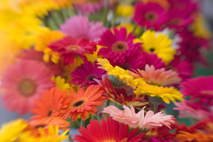 At the Flower Shop - ID: 1143387 © Mary-Ella Bowles