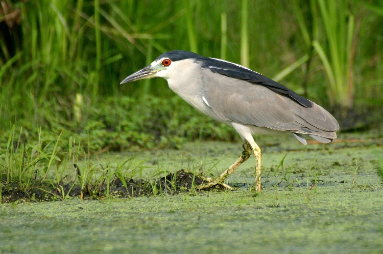 Black Crowned Night Heron