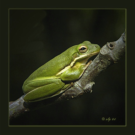 Frog-09