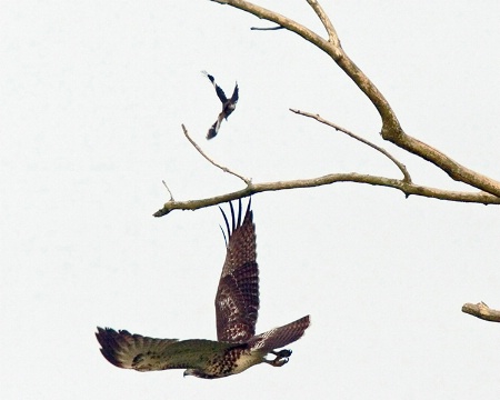 Mocking Bird vs Red-Tail Hawk