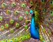 Peacock One